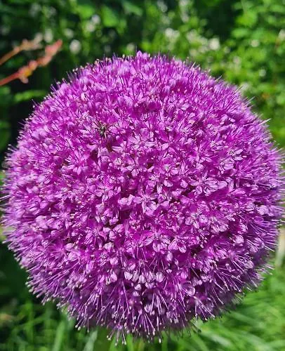 Vilagos Kert Garden -balatonvilagos